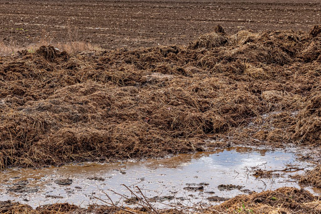 Piles of cow manure on a farm