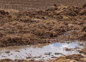 Piles of cow manure on a farm