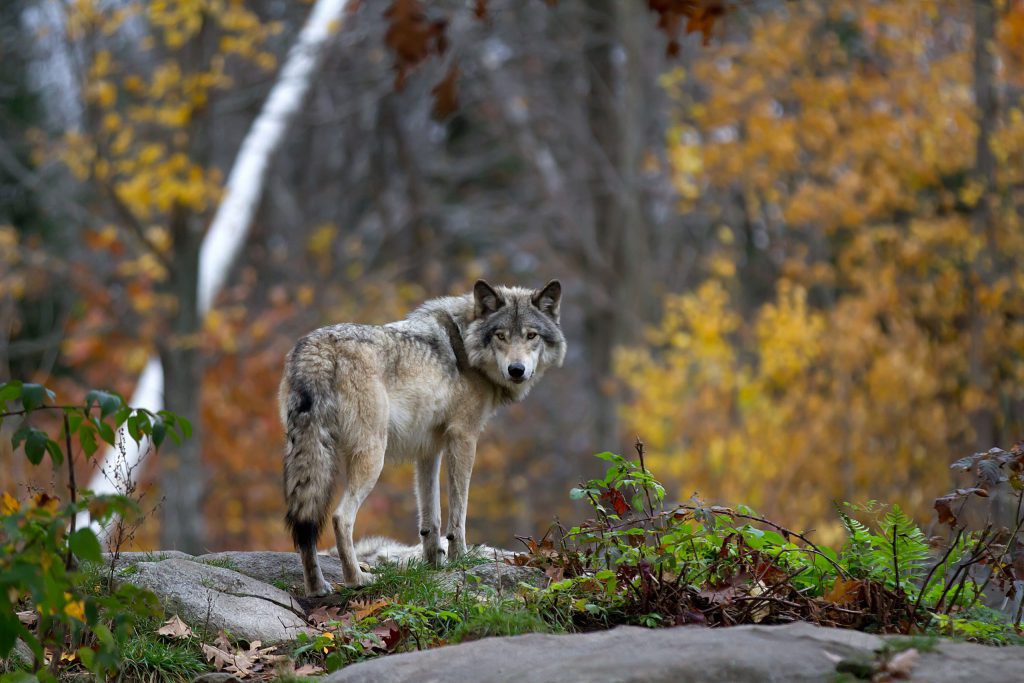 Gray wolf in fall