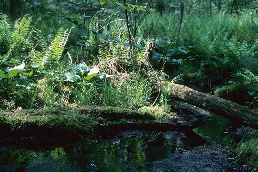 White Pine and Red Maple Swamp