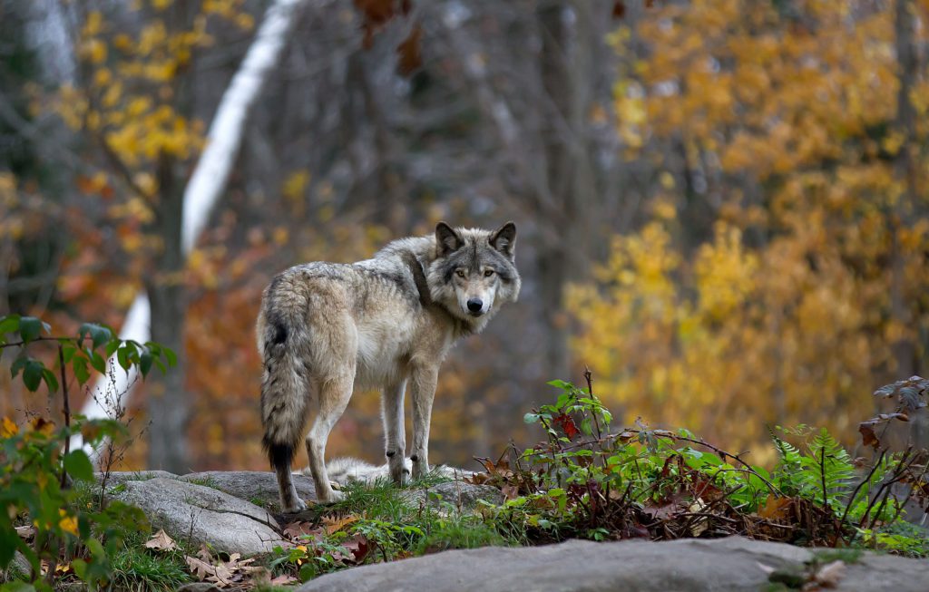 gray wolf on fall day