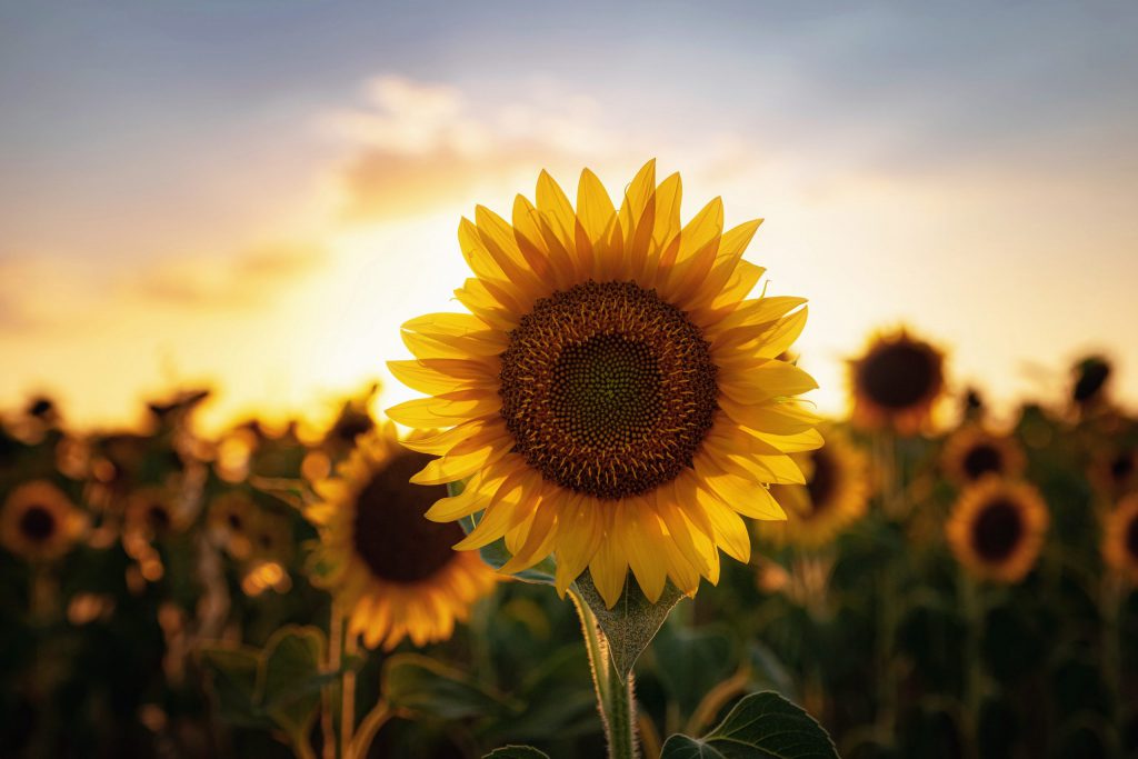 Sunflowers in the field, close up