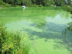 Blue Green Algae