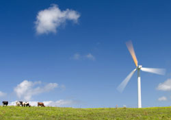 CowsWindTurbine