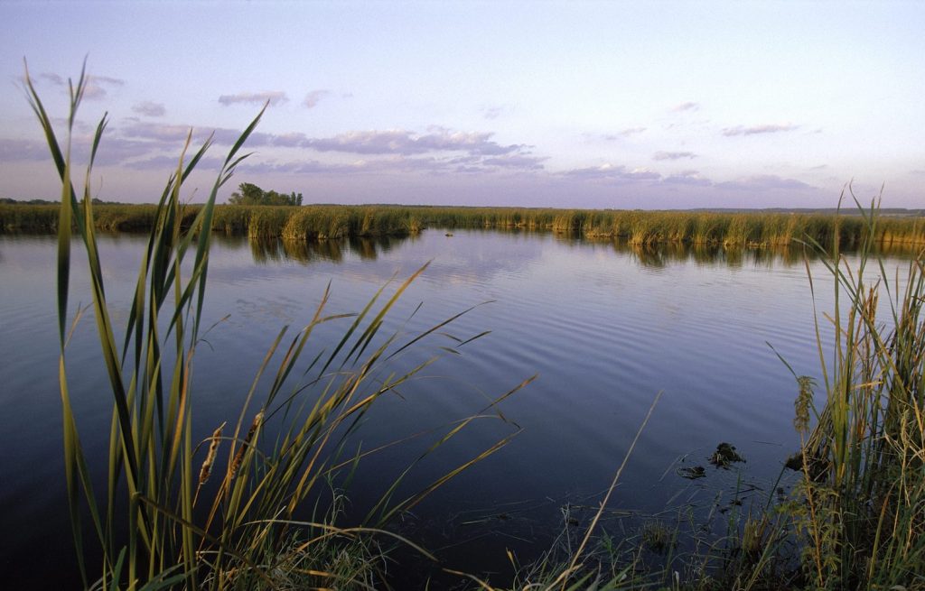 Water and cattails at Horicon National Wildlife Refuge