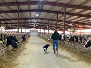 Hinchley's Dairy Farm, Cambridge, Wis.