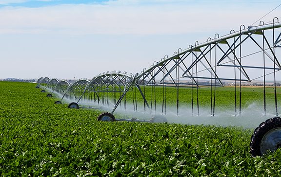 A farm field of corn being watered by large line of irrigators
