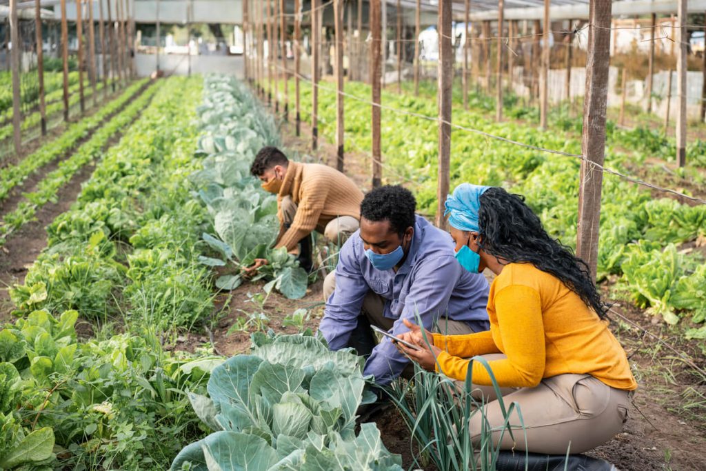 Agronomists wearing face masks examining cultivated crops