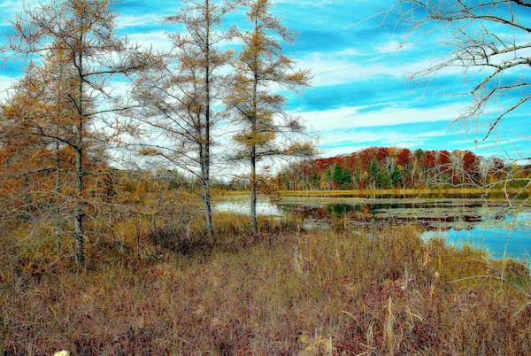 Dorys Bog and Hunt Hill Natural Area