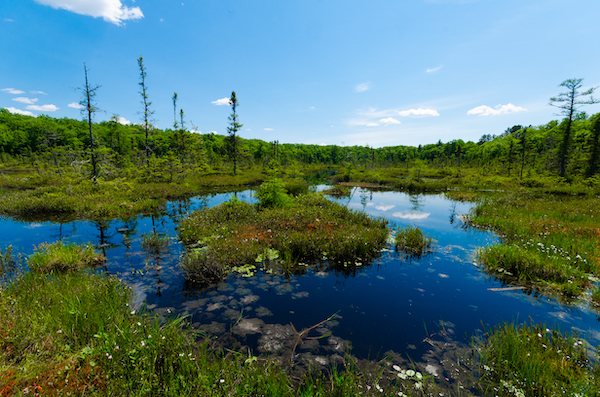 Bogs and fens  Wisconsin Wetlands Association