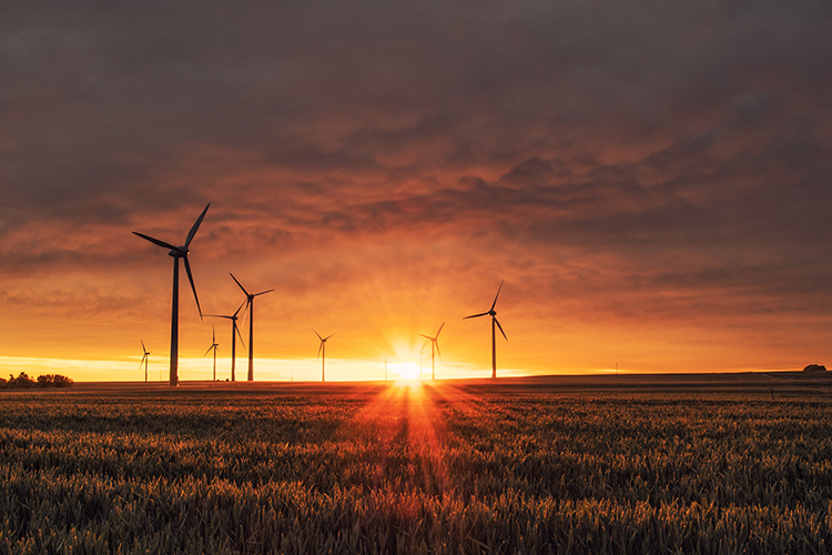 A farm field with about nine windmills at sunset