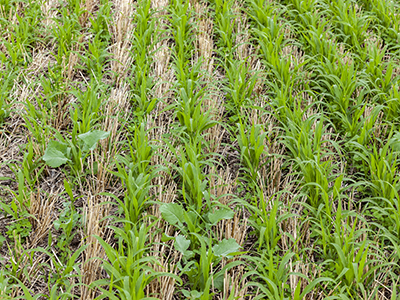 Rows of sudangrass, radish, and other cover crops starting to grow in a wheat stubble