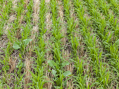 Rows of sudangrass, radish, and other cover crops starting to grow in a wheat stubble