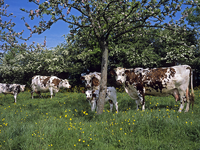 Normandy Cow, Cattle under Appel Tree, Normandy