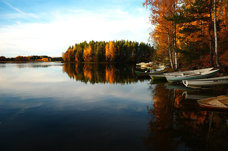 A wisconsin lake shore with some canoes lined up on it in autumn