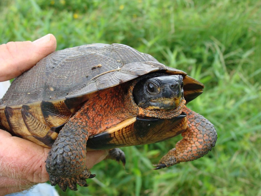 Adult Wood turtle in hand at Great Swamp National Wildlife Refuge