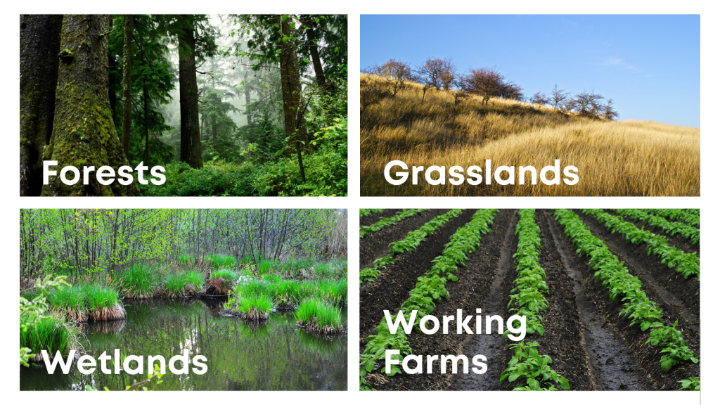 Forests, Grasslands, Wetlands, Working Farms