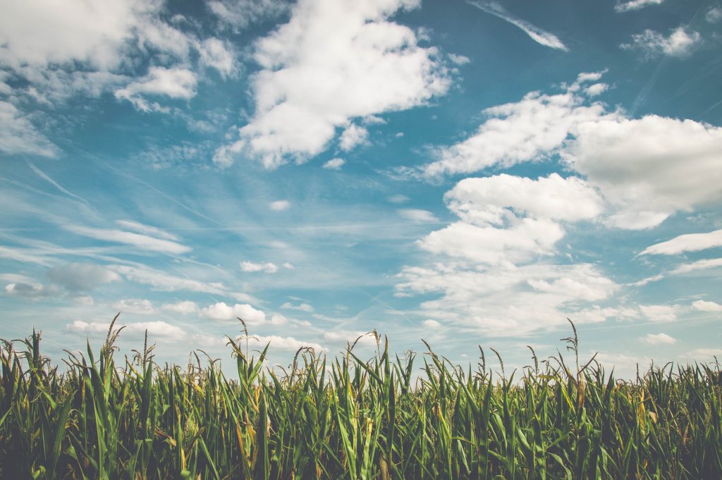 Corn on farm