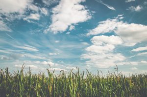 Corn on farm