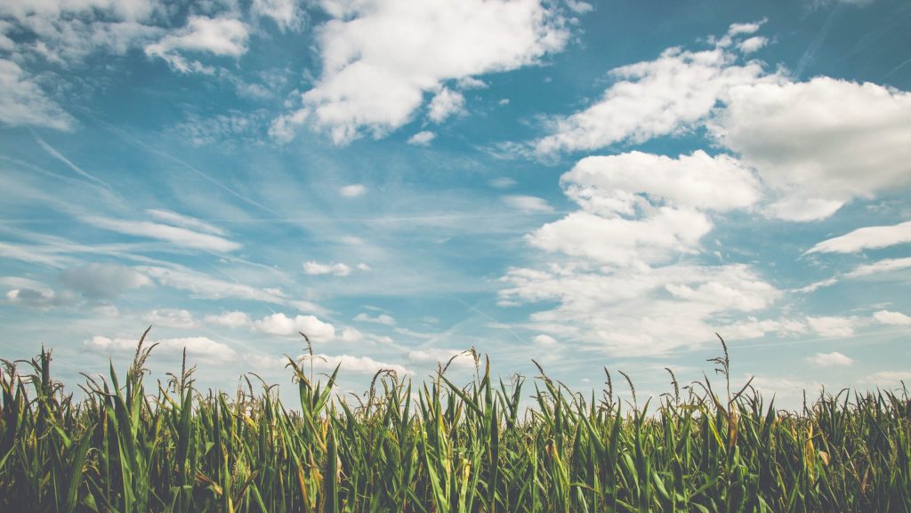 Corn on farm