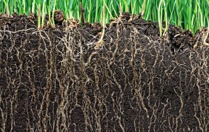 Perennial grass with roots and soil
