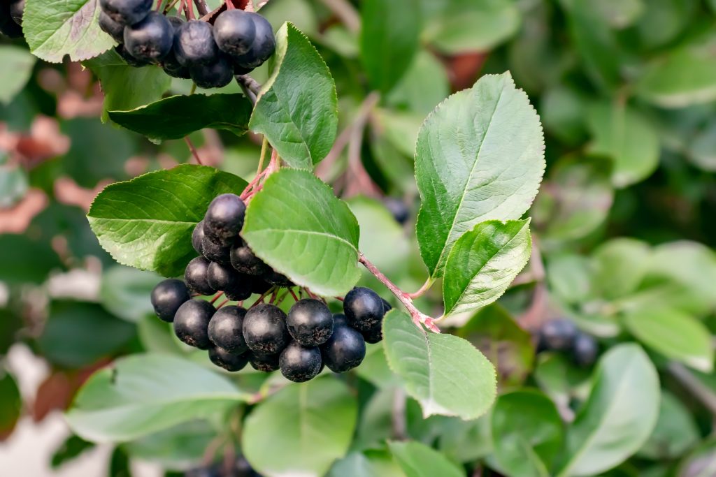 Bunches of Aronia Berries