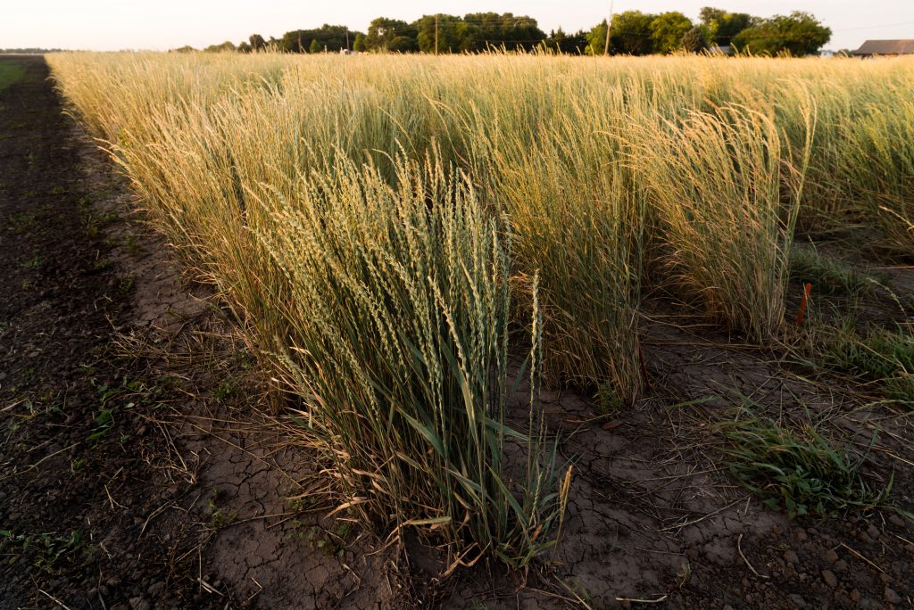 Test plots of Kernza ripen in the New 70 field at The Land Institute.