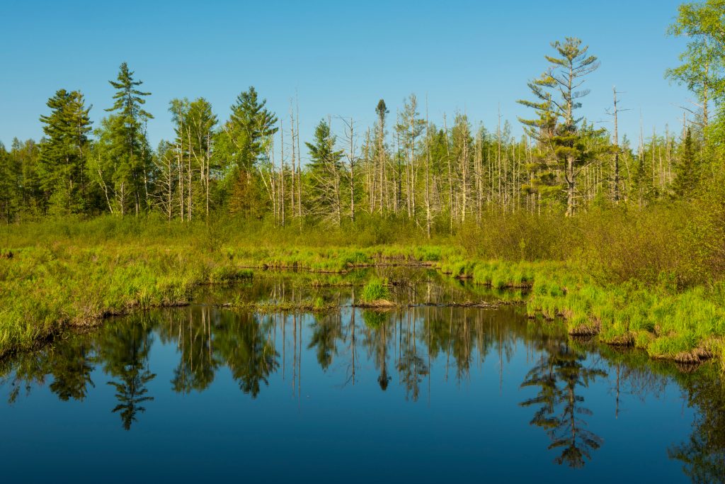 Wetland near Spider Lake in Wisconsin