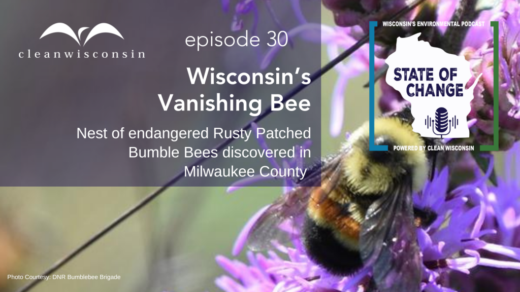 Episode 30: Wisconsin's Vanishing Bee, Nest of endangered Rusty Patched Bumble Bees discovered in Milwaukee County