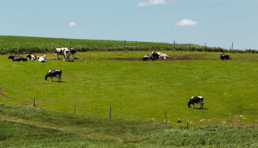 Early Wisconsin summer farm field with Holstein dairy cows in the pasture along the hillside, and freshly prepared field in the foreground