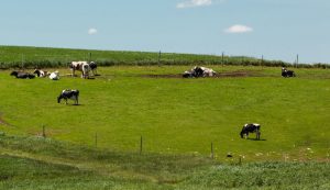 Early Wisconsin summer farm field with Holstein dairy cows in the pasture along the hillside, and freshly prepared field in the foreground