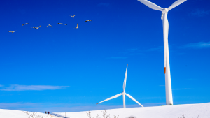 Birds fly near wind turbines