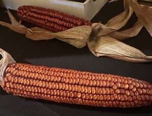 Red Feed Corn, a hybrid variety of corn developed by UW Madison in 1939.