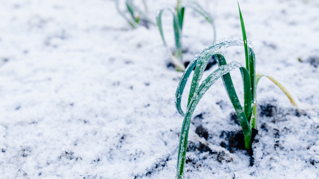 A plant wilting with frost on its leaves, surrounded by snow