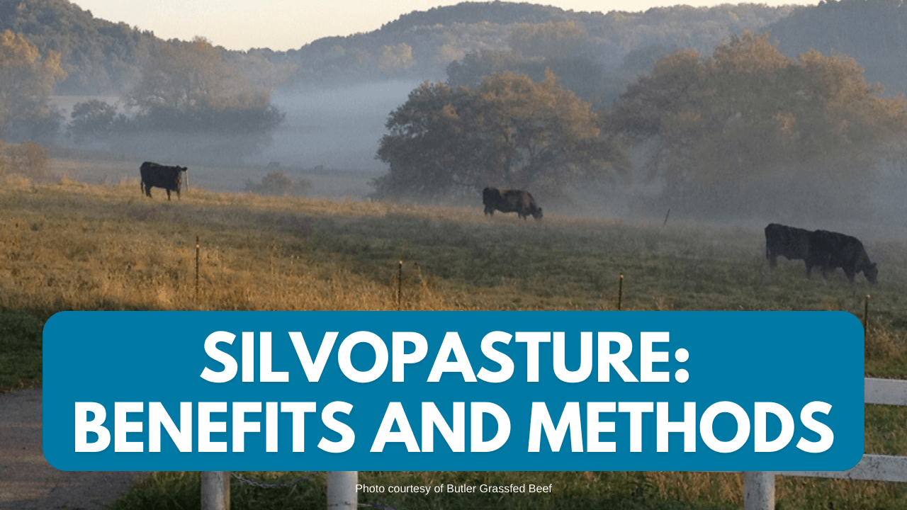 cows grazing in silvopasture