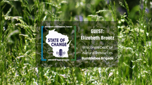Guest: Elizabeth Braatz, Bumblebee Brigade (Image of overgrown lawn)