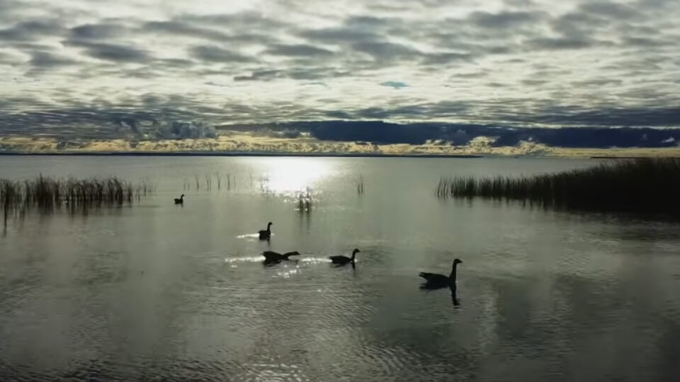ducks swimming in a wetland area