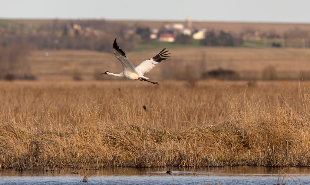 A whooping crane flies at Horicon National Wildlife Refuge in Horicon, Wisconsin.