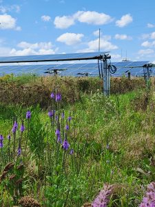 Solar farm with pollinator habitat. Photo: Clean Wisconsin