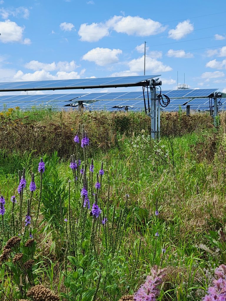 Solar farm with pollinator habitat. Photo: Clean Wisconsin