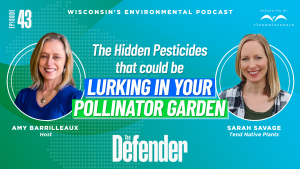 Episode 43: The hidden pesticides that could be lurking in your pollinator garden
