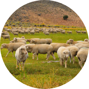 Sheep grazing in a pasture
