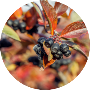 Aronia berries in the fall