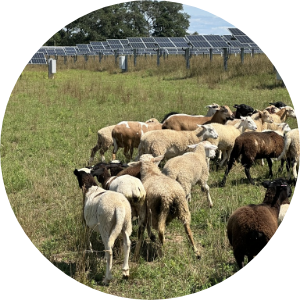 Solar panels in a farm field with goats in the foreground