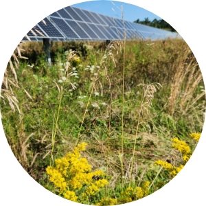 Solar panels with local wildflowers in the foreground