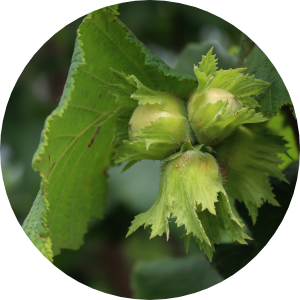 A hazelnut plant with 3 hazelnuts growing
