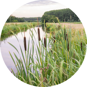 Water flows through a wetland with cattail plants in the foreground