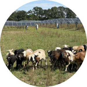 Solar panels on farm land with goats grazing in the foreground