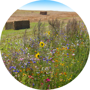 A farm field with bales of hay next to a strip of prairie flowers