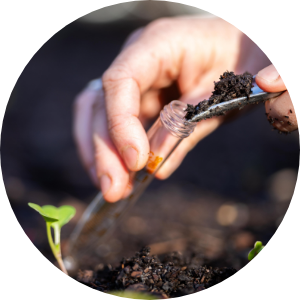 Hands take soil and place it into a test tube with a seedling in the foreground